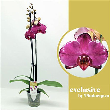Phal 2st Maiwina 18+ (phalaenova)