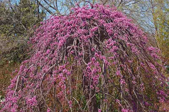 Церцис канадский Лавендер Твист штамб