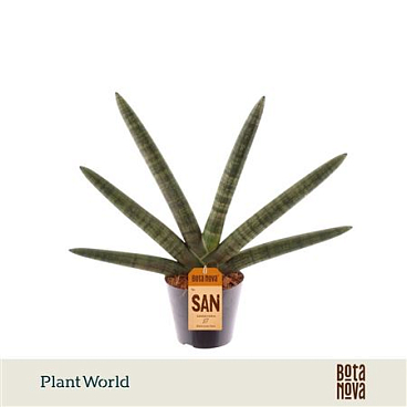 Sansevieria Skyline