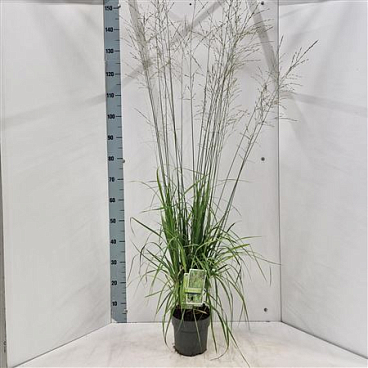 Molinia Arundinacea Transparent