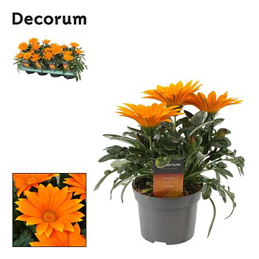 Gazania Giant Deep Orange (decorum)