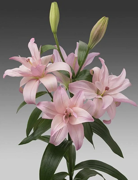 Лилия азиатская махровая Бентли