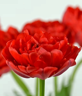 Тюльпан махровый поздний Миранда