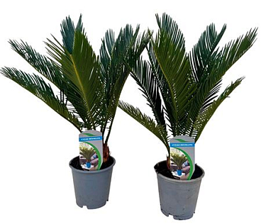 Cycas Revoluta 8+