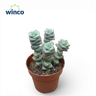 Crassula Marneriana Ssp. Grey