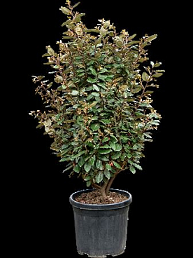 Elaeagnus Ebbingei 'compacta' (100-120)