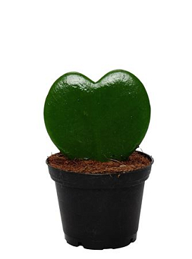 Hoya Kerrii 1pp