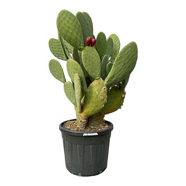 Opuntia Cactus