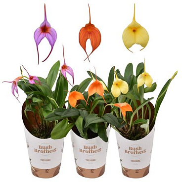 Masdevallia Mix