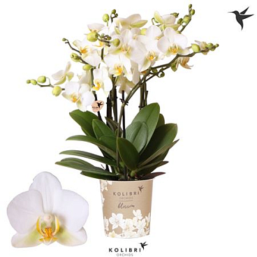 Phal 6st Blossom Lausanne 30+ (ok)