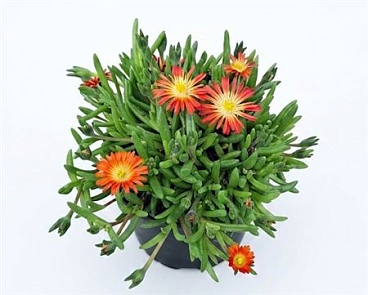 Delosperma Lido Salmon