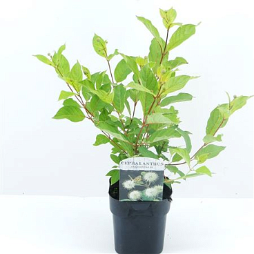 Cephalanthus Occidentalis