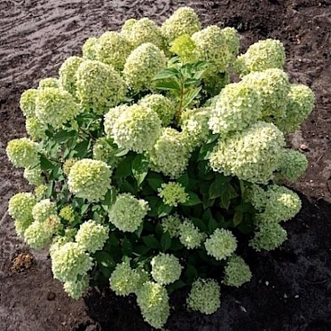 Гортензия метельчатая Литл Пэйшен в тубе