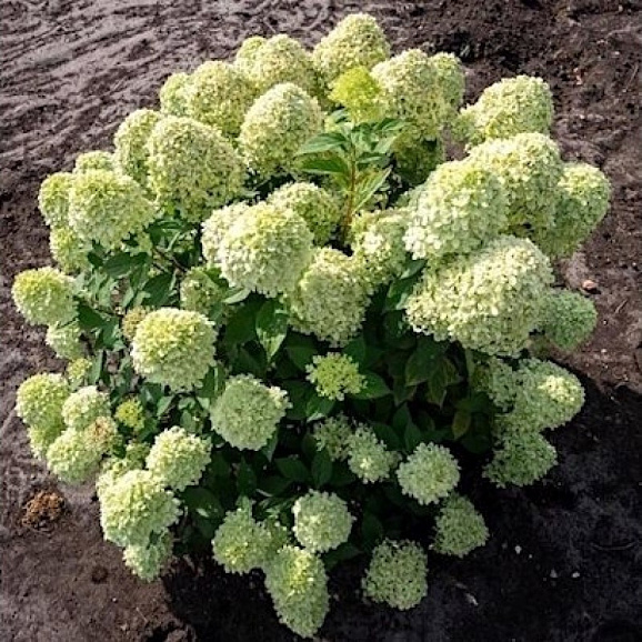 Гортензия метельчатая Литл Пэйшен в тубе