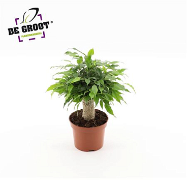 Ficus Be Green Kinky Jute