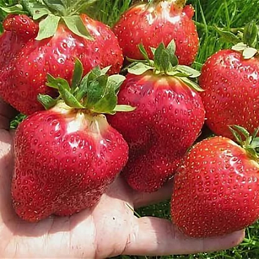 Земляника Таго