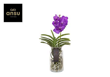 Vanda Bose Xl Blue