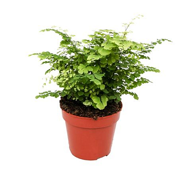 Adiantum Fritz-luthi