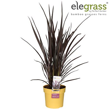 Phormium Rubra Nana