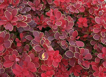 Барбарис тунберга Руби Стар