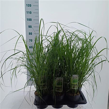 Pennisetum Alopecuroides Viridescens