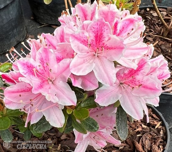 Азалия японская Кермесина Роуз