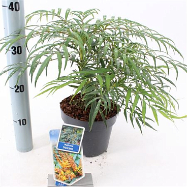 Mahonia Volcano