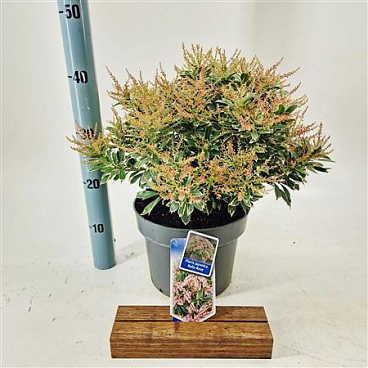 Pieris Jap Ralto Rose