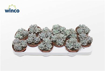 Echeveria Cubic Frost (group)
