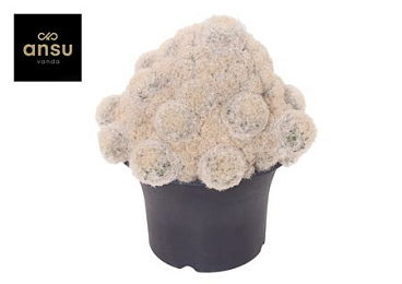 Mammilaria Plumosa Nuvella Xxxl