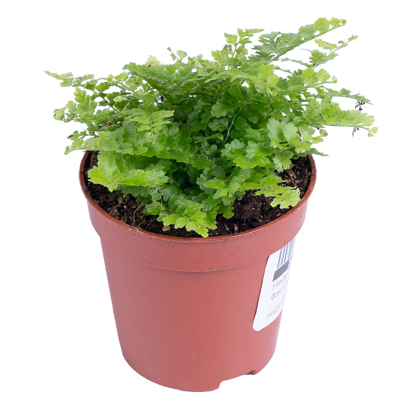 Нефролепис Грин Фэнтези