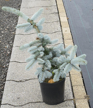 Ель колючая Хупси