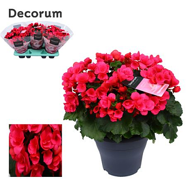 Begonia Betulia Pink-lila (decorum)