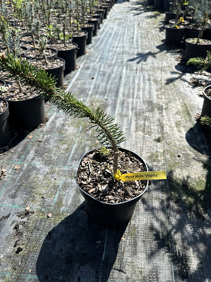 Ель обыкновенная Виргата