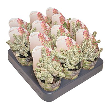 Crassula Marnieriana Variegata Potcover