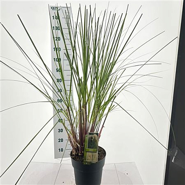 Cortaderia Selloana