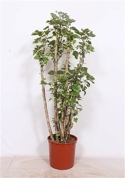 Polyscias Balfouriana
