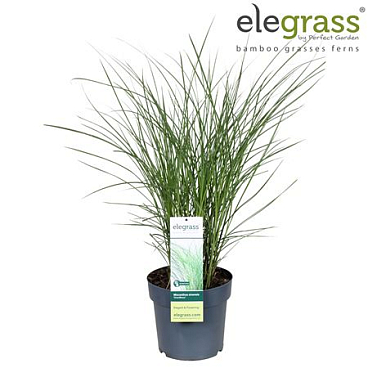 Miscanthus Sin Gracillimus