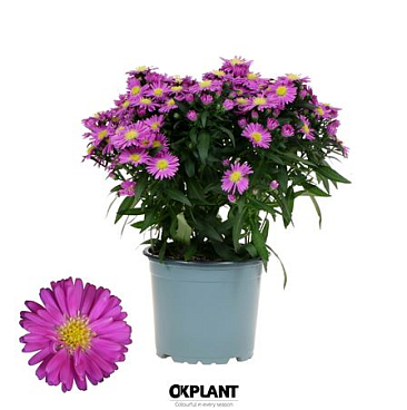 Aster Starletta Serie Pink