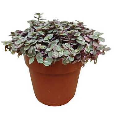 Tradescantia Pink Panther