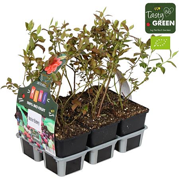 Vaccinium Mix 6-pack Bio