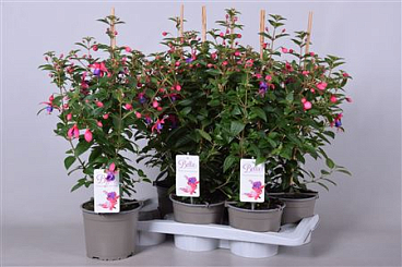 Fuchsia Bella Suzanne