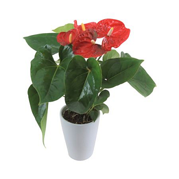 Anth An Jambo Red 3+ Ceramic