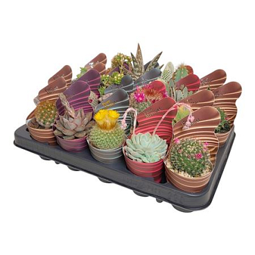 Cactus And Succulent Mix Potcover