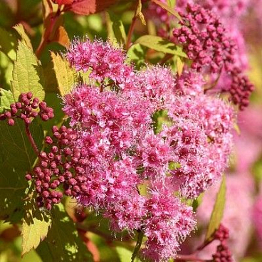 Спирея японская Мэджик Карпет