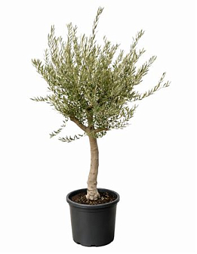 Olea Europaea Lorc Xl