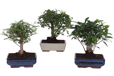 Bonsai Mix In Ceramic Ball Shape