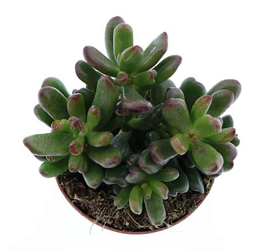 Crassula Oasis
