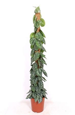 Scindapsus Trebie Piramide