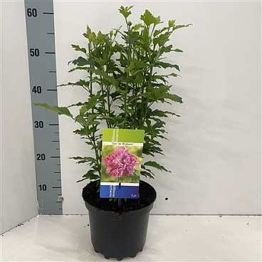 Hibiscus Syr Duc De Brabant